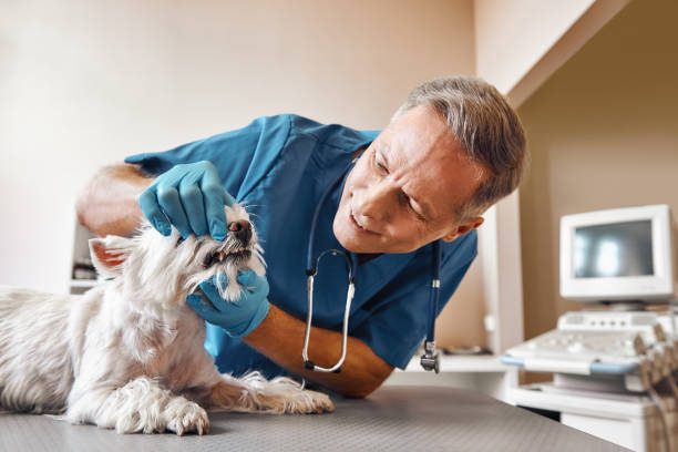 Best Chipped Tooth Repair Near Me  in Mountain Top, PA